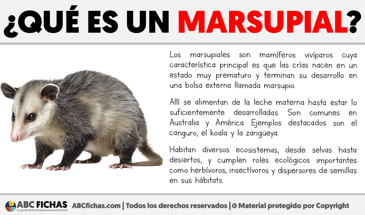 Que es un marsupial