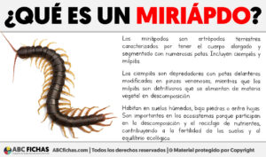 Que es un miriapodo