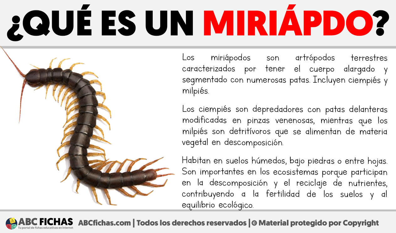 Que es un miriapodo