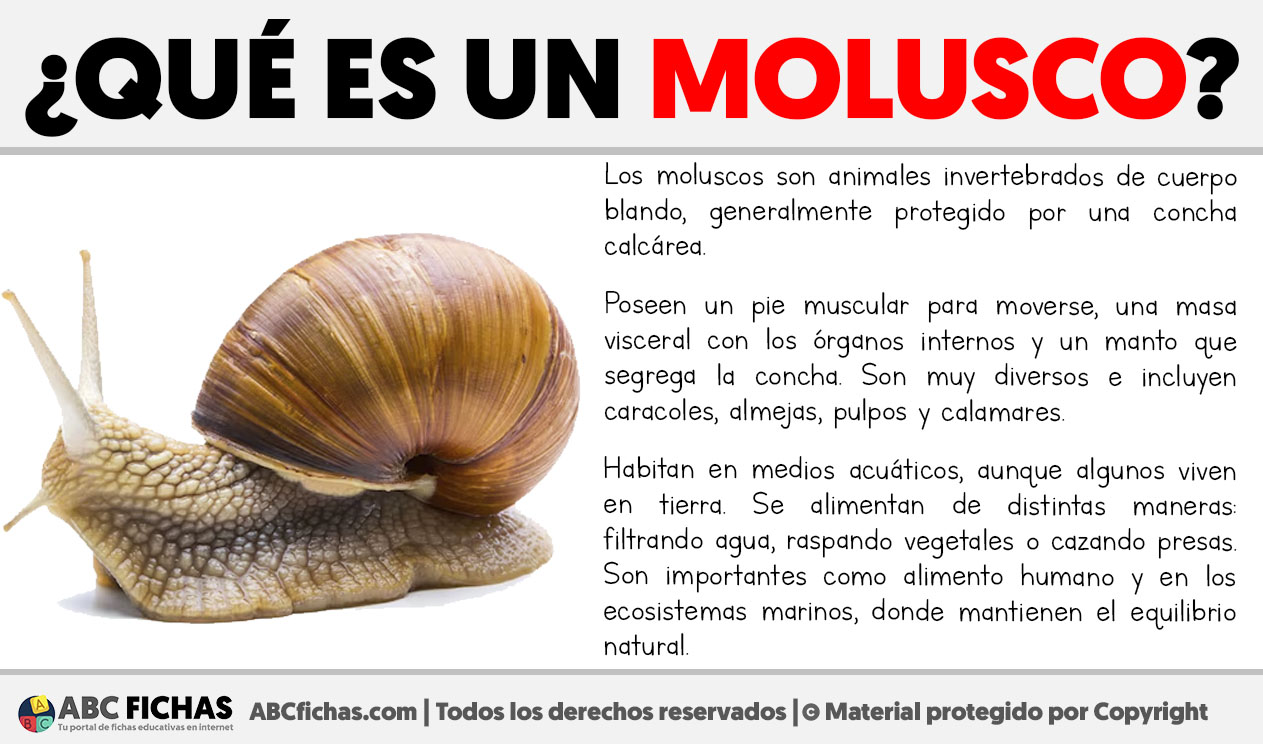 Que es un molusco