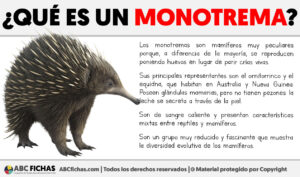 Que es un monotrema