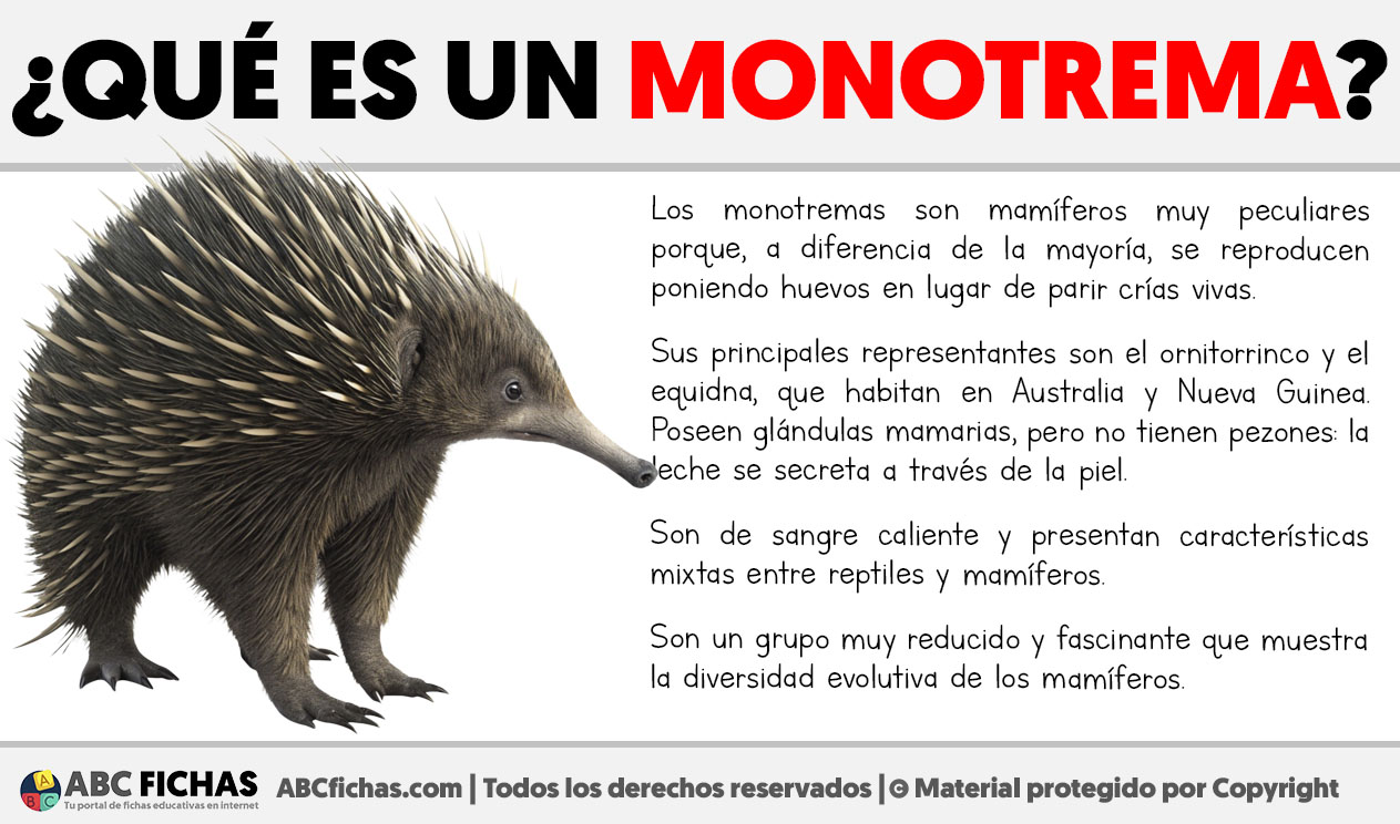 Que es un monotrema