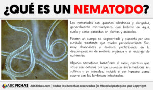 Que es un nematodo