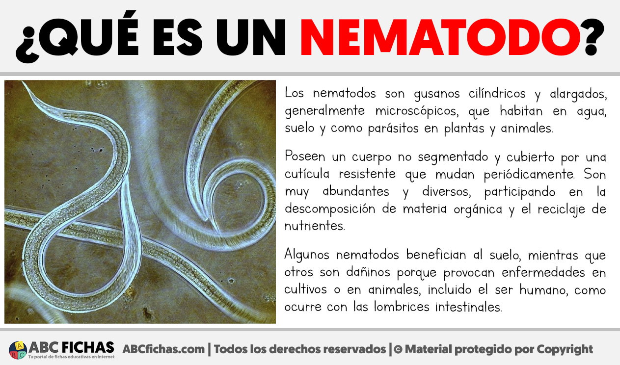 Que es un nematodo