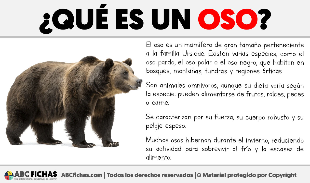 Que es un oso