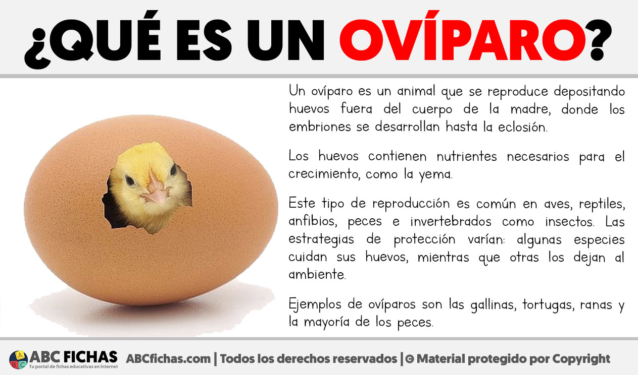 Que es un oviparo