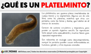 Que es un platelminto