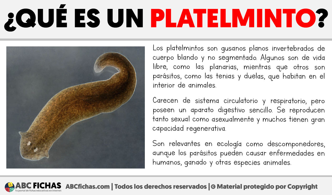 Que es un platelminto