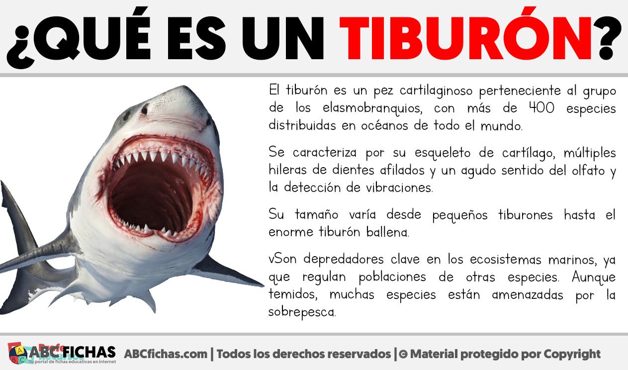 Que es un tiburon