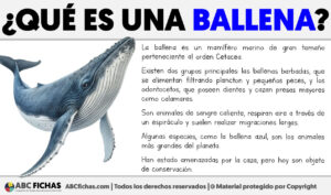 Que es una ballena