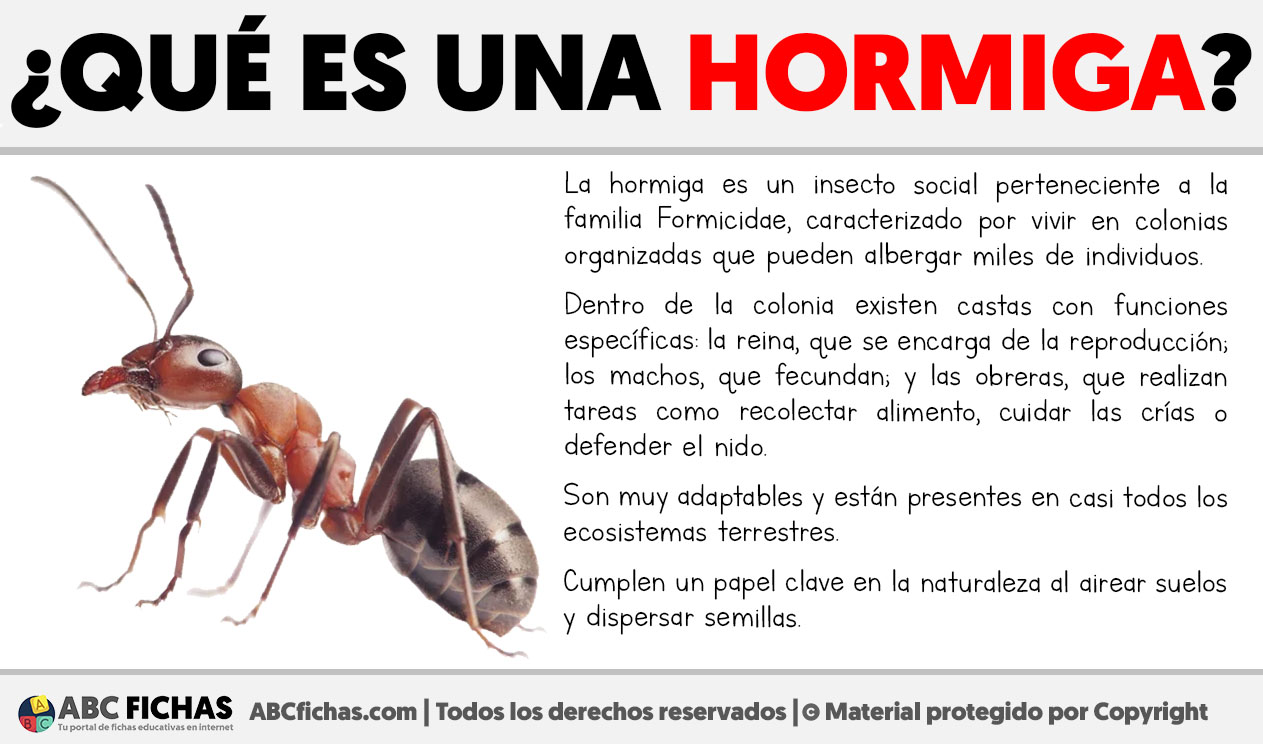 Que es una hormiga