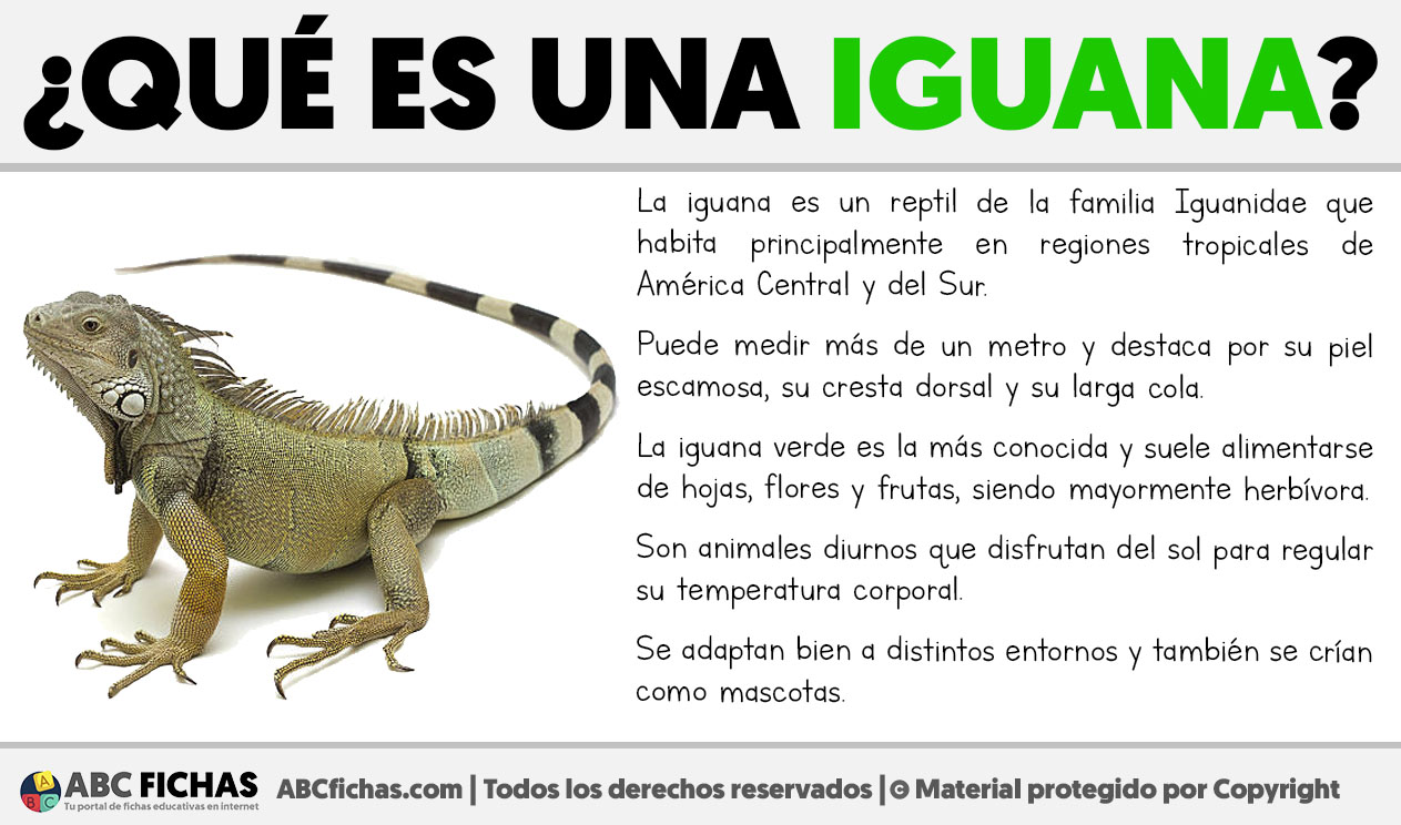 Que es una iguana