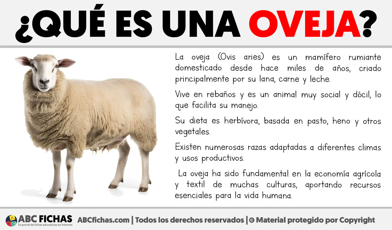 Que es una oveja