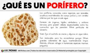 Que es un porifero