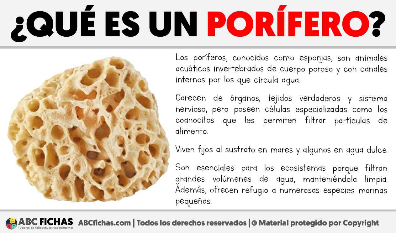 Que es un porifero