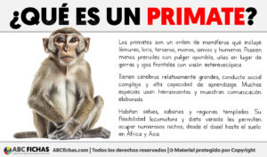 Que es un primate