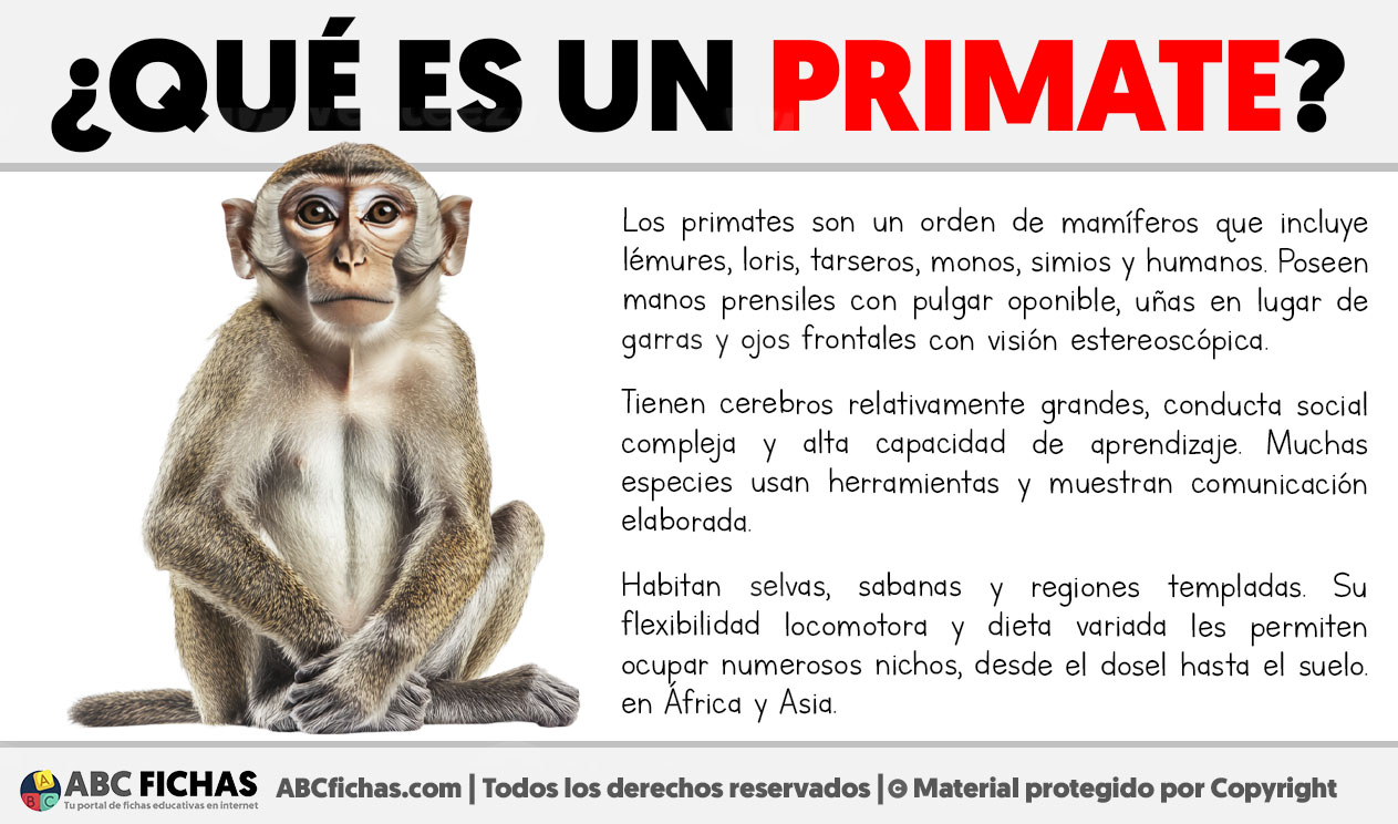 Que es un primate