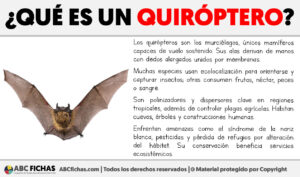 Que es un quiroptero