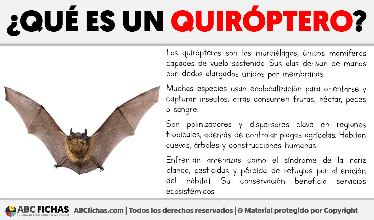 Que es un quiroptero