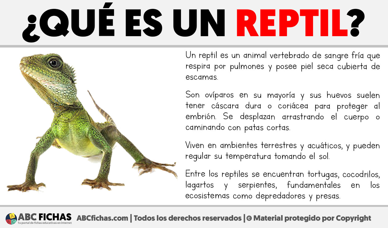 Que es un reptil