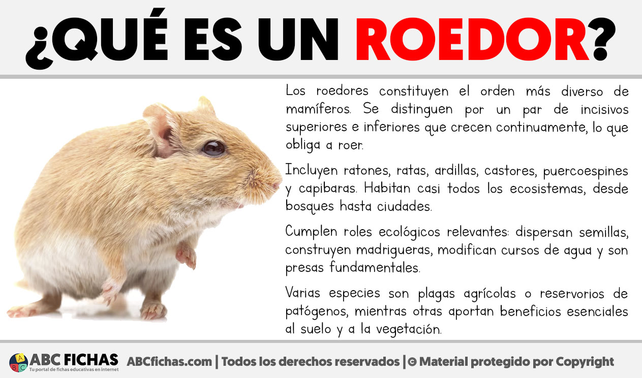 Que es un roedor