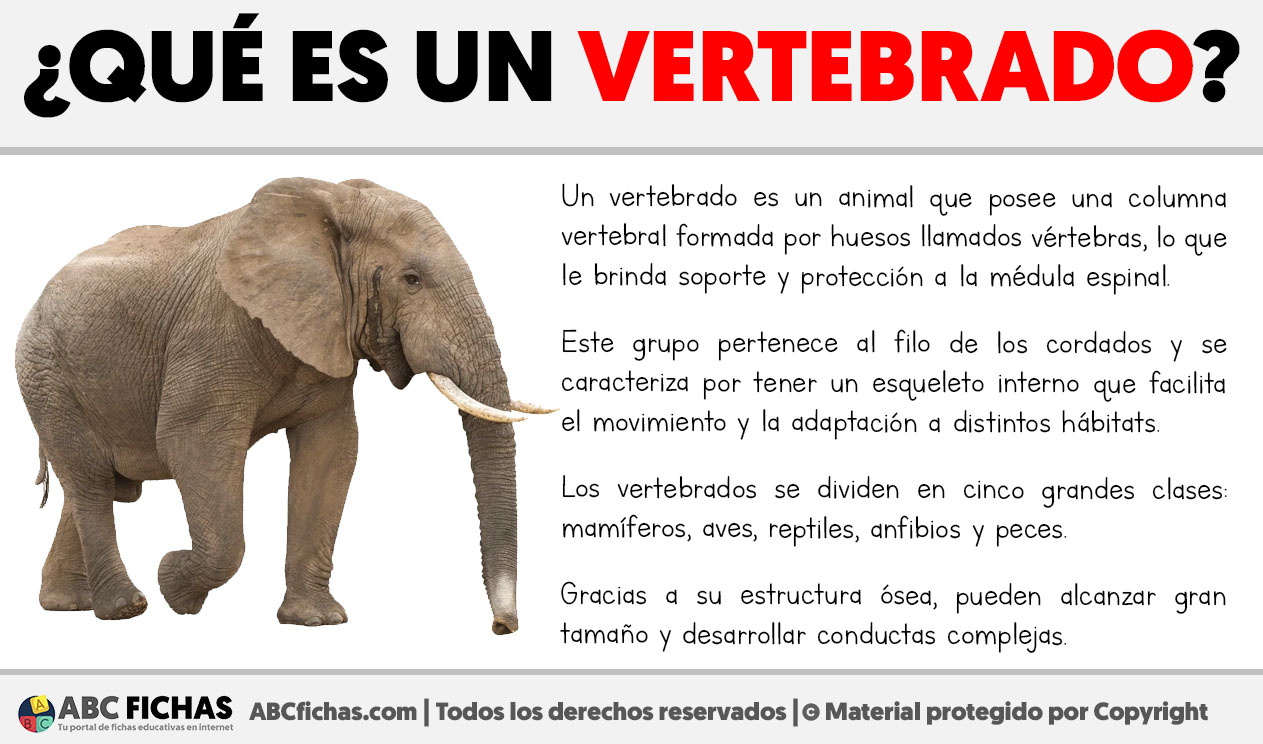 Que es un vertebrado