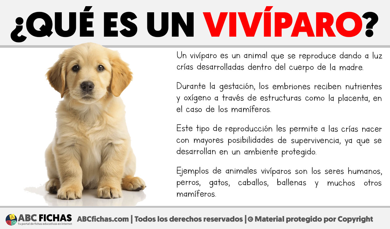 Que es un viviparo