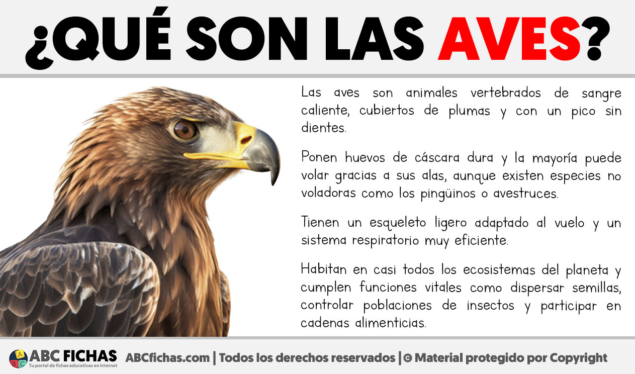 Que son las aves