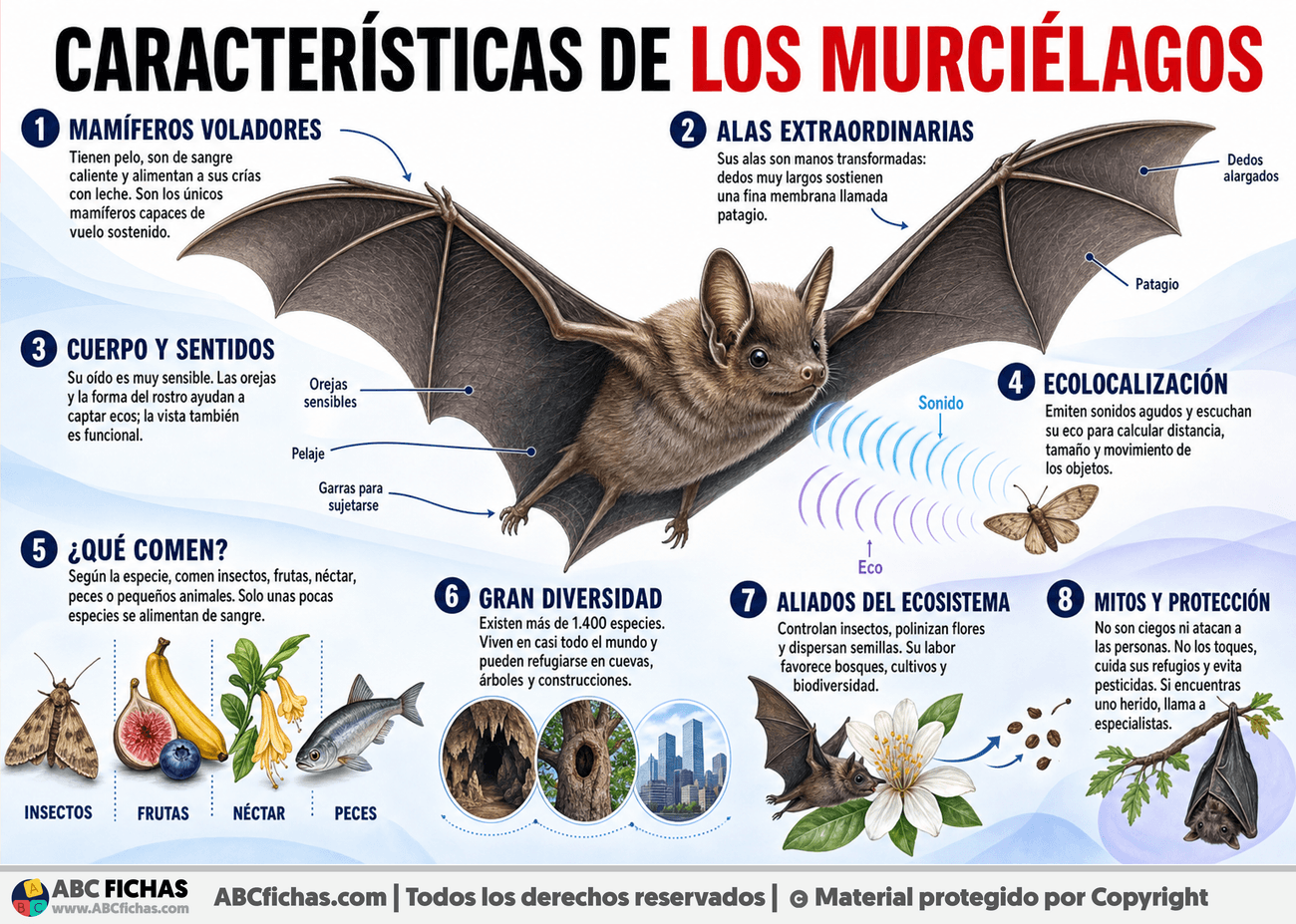 Infografia sobre Características de los Murciélagos