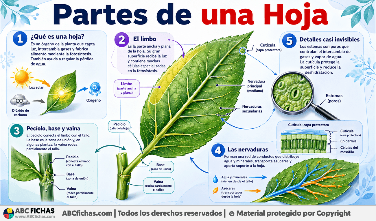 Infografia sobre Partes de una Hoja