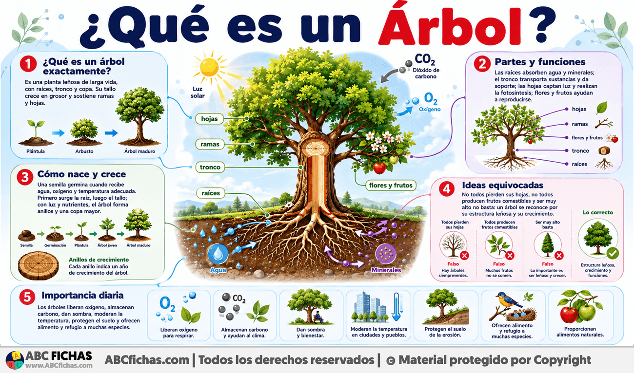 Infografia sobre ¿Qué es un Árbol?
