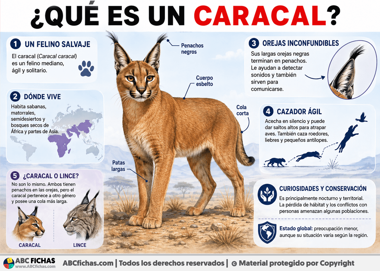 Infografia sobre ¿Qué es un caracal?