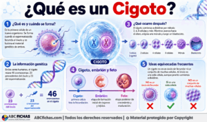 Infografia sobre ¿Qué es un Cigoto?