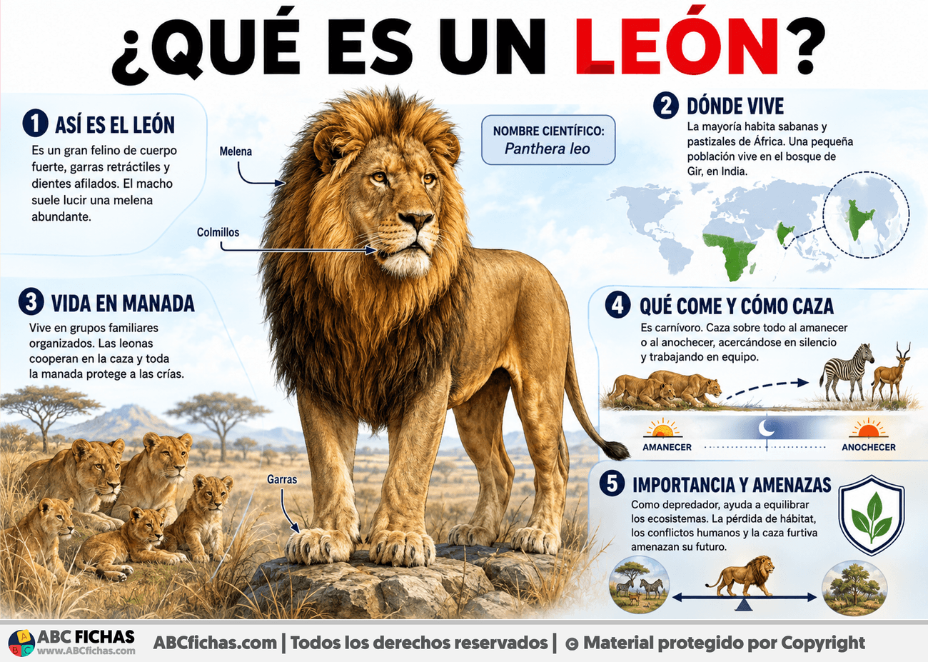 Infografia sobre ¿Qué es un león?