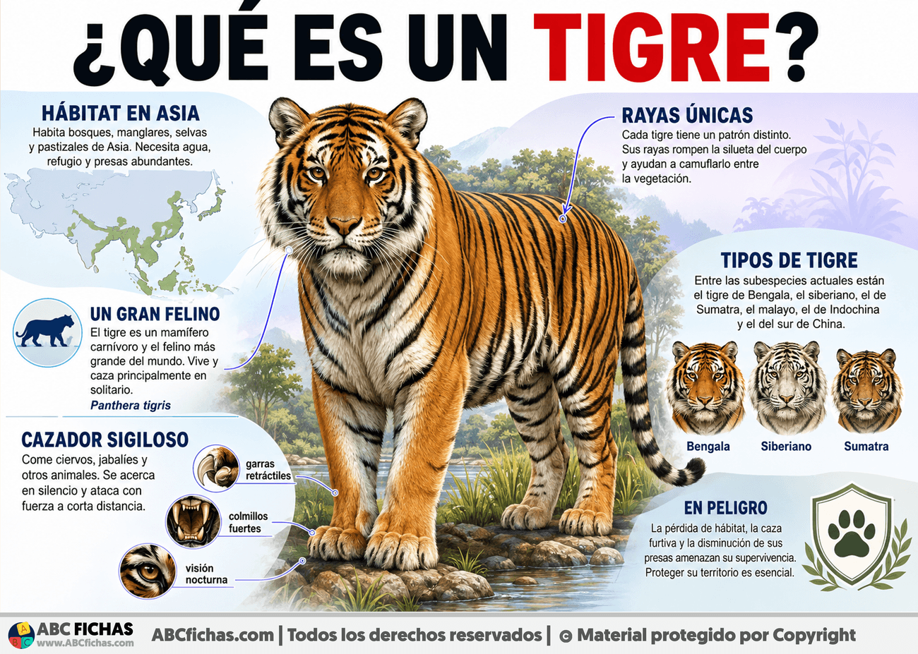 Infografia sobre ¿Qué es un tigre?