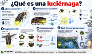 Infografia sobre ¿Qué es una luciérnaga?