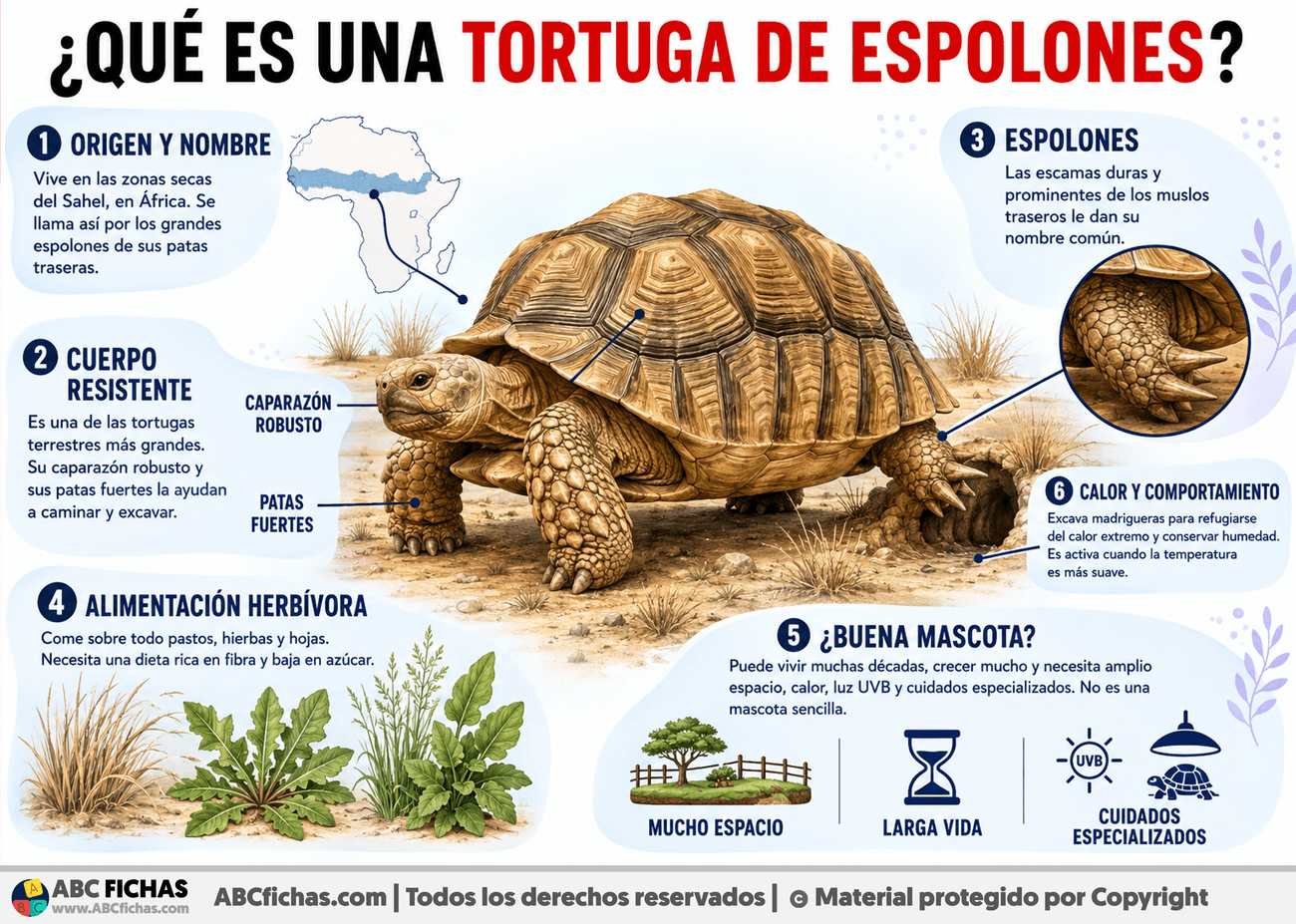 Infografia sobre ¿Qué es una tortuga de espolones?