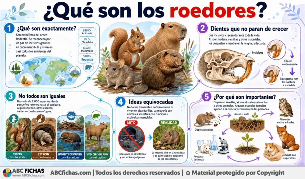 Infografia sobre ¿Qué son los roedores?
