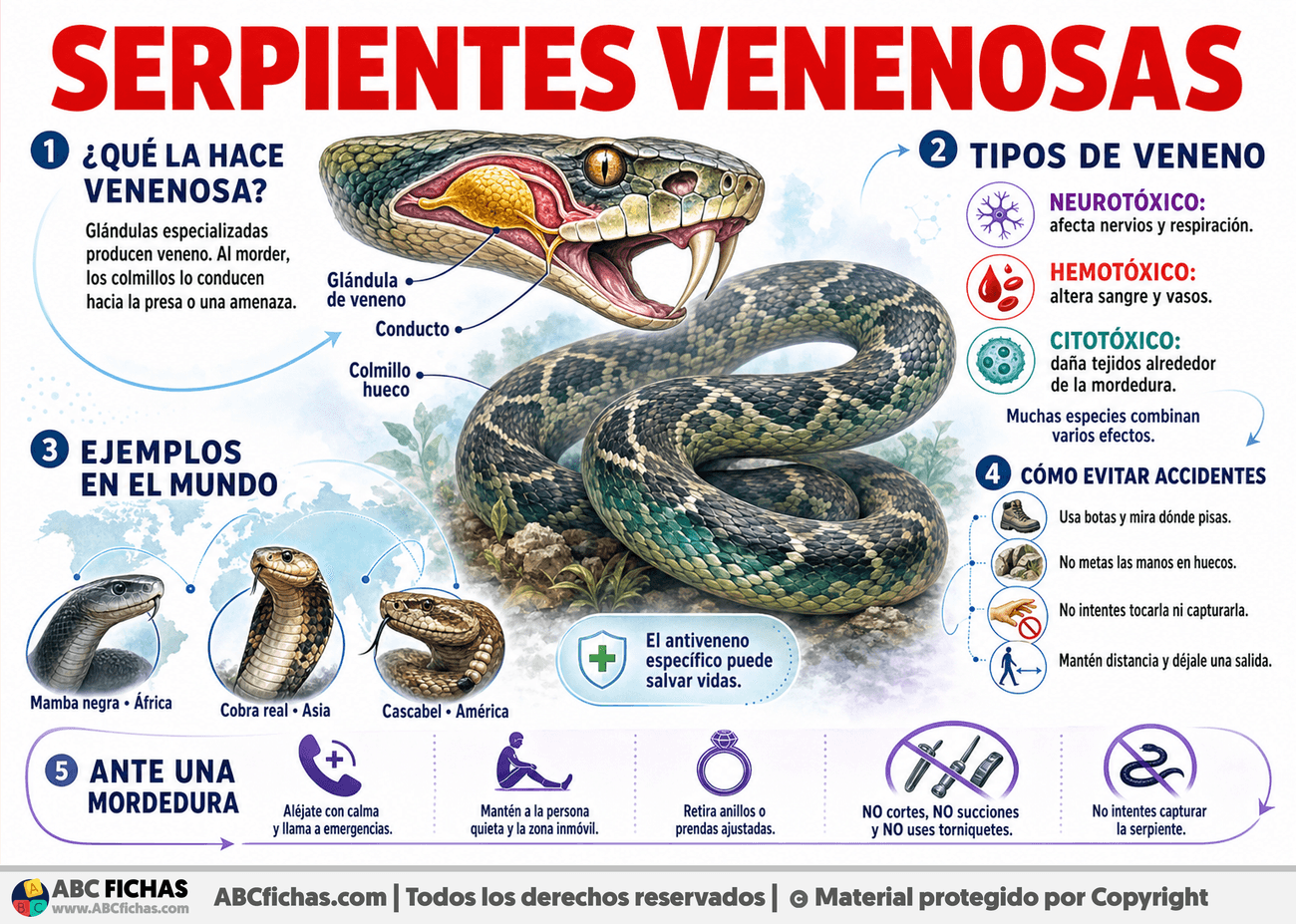 Infografia sobre Serpientes venenosas