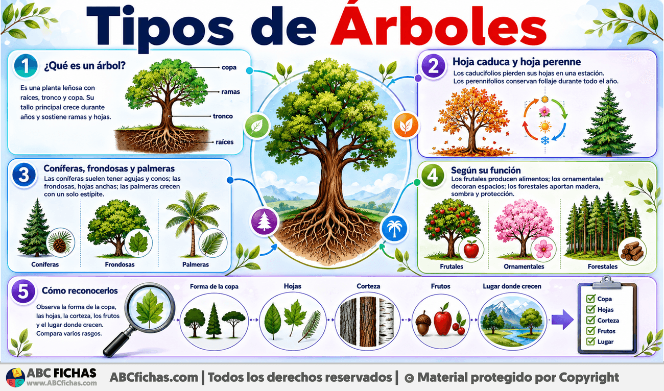 Infografia sobre Tipos de Árboles