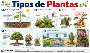 Infografia sobre Tipos de Plantas