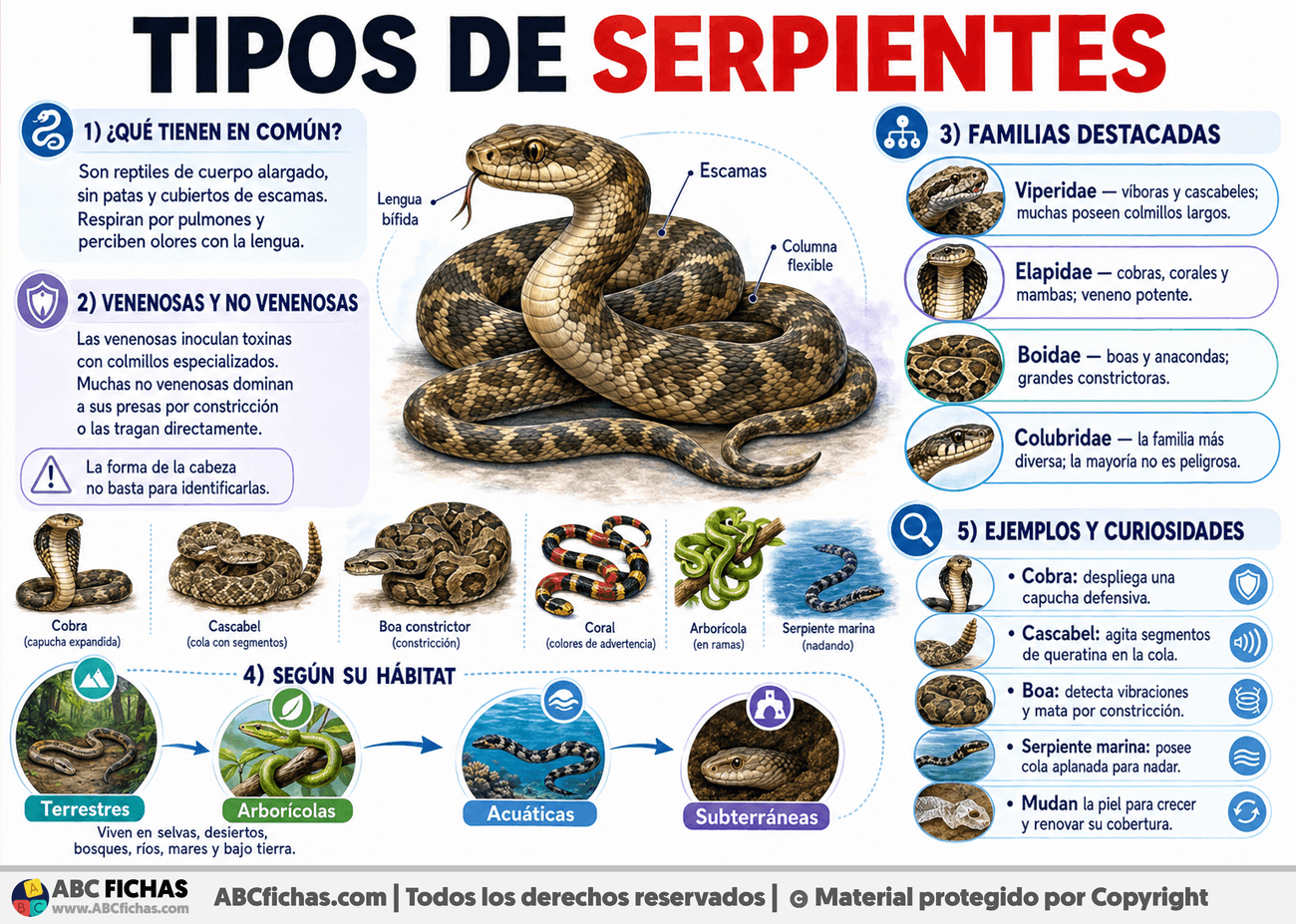 Infografia sobre Tipos de serpientes